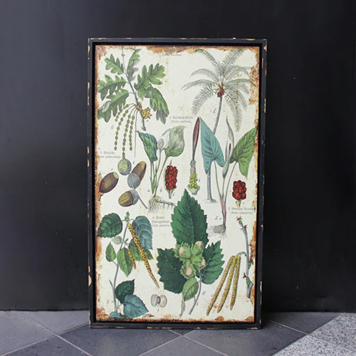 	植物の絵画	