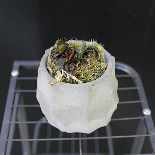 	ハエとり草	