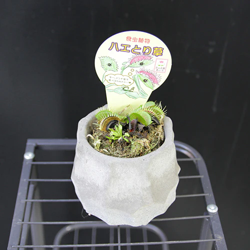	ハエとり草	