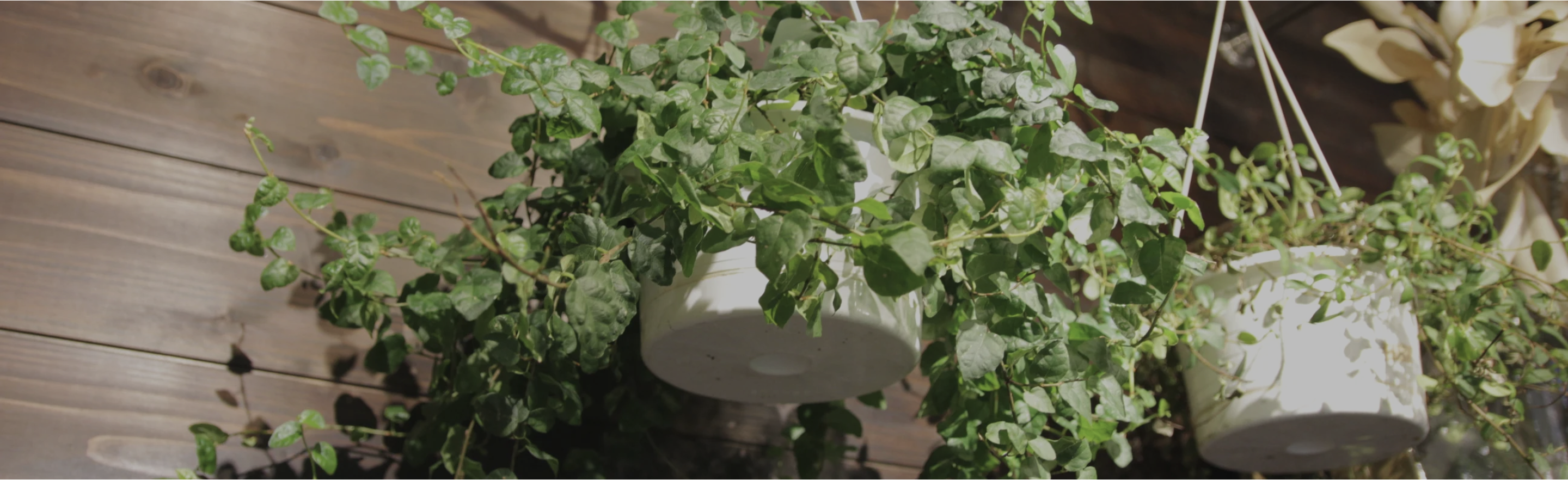 ハンギングプランツ